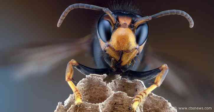 Over 1,000 invasive hornets found across Georgia in August as officials continue fighting threat
