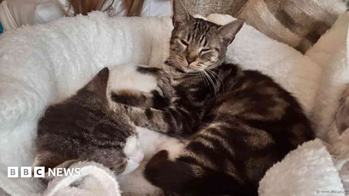 Cats dumped in taped-up laundry basket rehomed