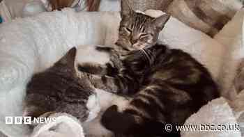 Cats dumped in taped-up laundry basket rehomed