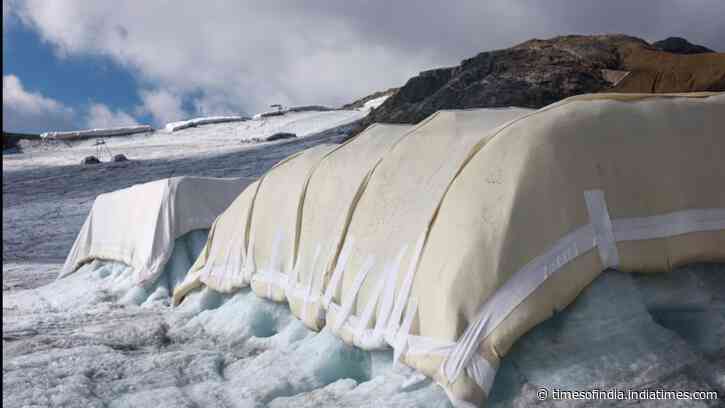 Scientists covered 200 square metres of a Swiss glacier with sheep’s wool; early tests found...