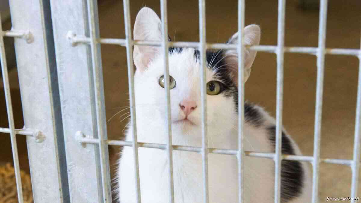 Tierheime am Limit: Im Sommer steigt die Zahl der abgegebenen Hunde und Katzen
