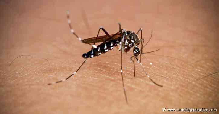 Mosquitoes that can spread dengue and Zika found breeding in UK for first time