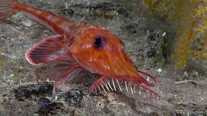 Backwards-walking fish caught on video in the South China Sea