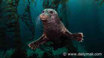 Incredible sight to sea! Winners and runners-up of the Underwater Awards Australasia are revealed
