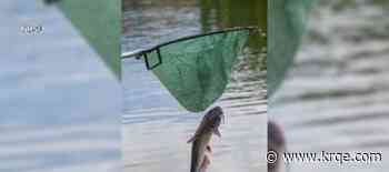 NMSU Alumni pond stocked with new fish