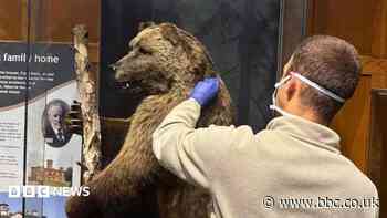 How the hair of a museum bear is helping tackle wildlife crime