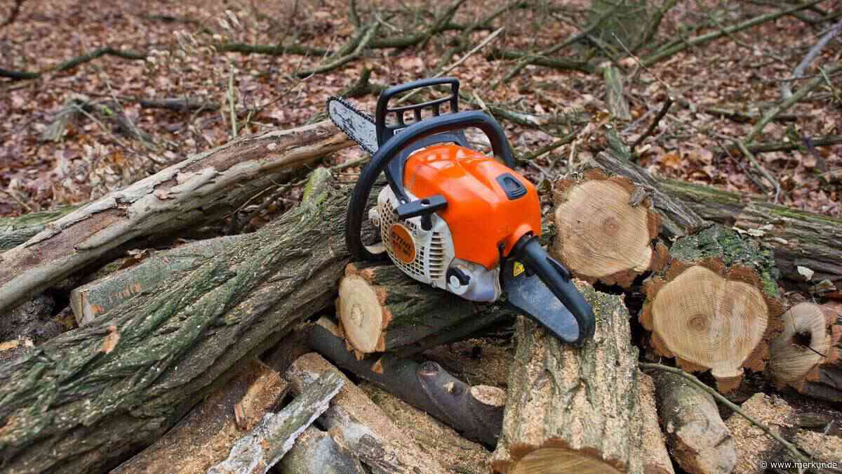 Tödlicher Arbeitsunfall in der Oberpfalz: Mann wird von Baum getroffen