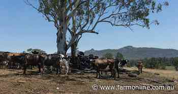 Farmers hold record $7 billion buffer as El Nino threat looms over summer