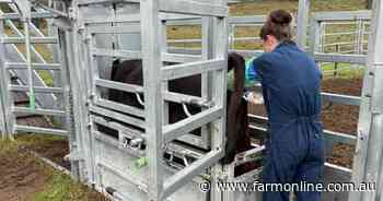 How to produce better calves and females without buying a $100,000 bull