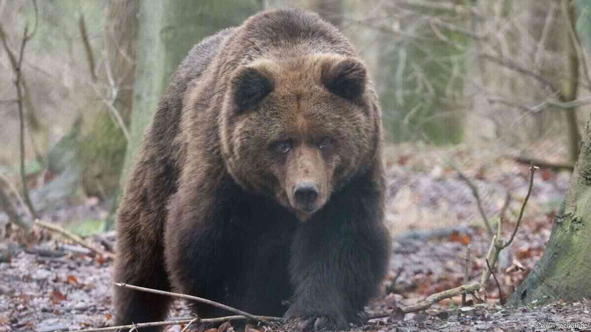 Braunbär baut sich in Österreich 20 Meter vor Jägern auf: „Wir haben geschrien“
