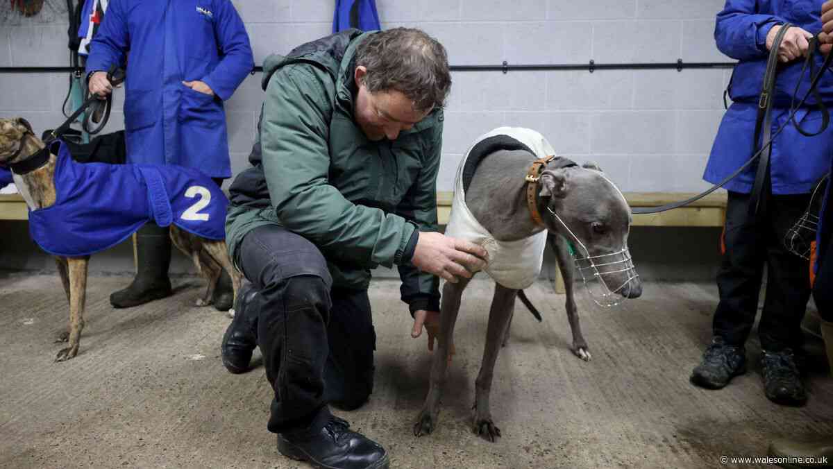 The enormous cost of rehousing greyhounds as racing ban set to come into force