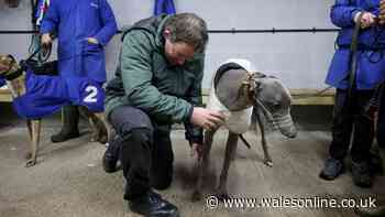 The enormous cost of rehousing greyhounds as racing ban set to come into force
