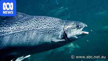 Animal cruelty claims lead to calls for salmon industry investigation