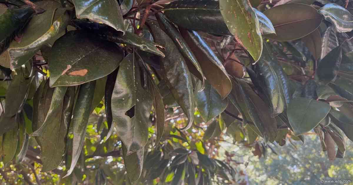 'That seems ridiculous' homeowners say of Raleigh's new leaf collection plan