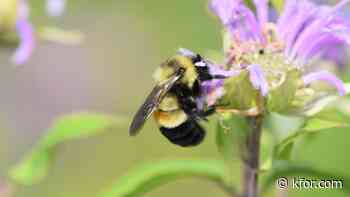 Bee Bed Therapy growing in popularity