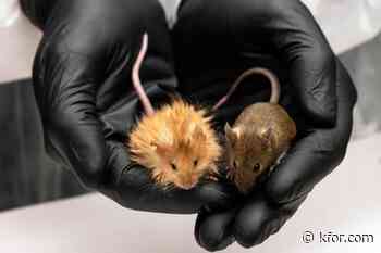Researchers find GLP-1 slows aging in mice