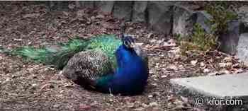 California families adopt peacock as neighborhood mascot