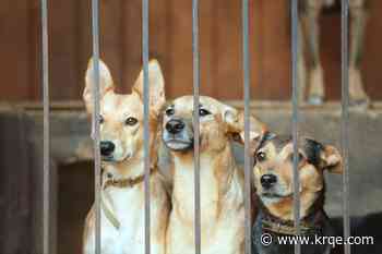 Doña Ana County Animal Control holds fall spay, neuter and vaccine clinics