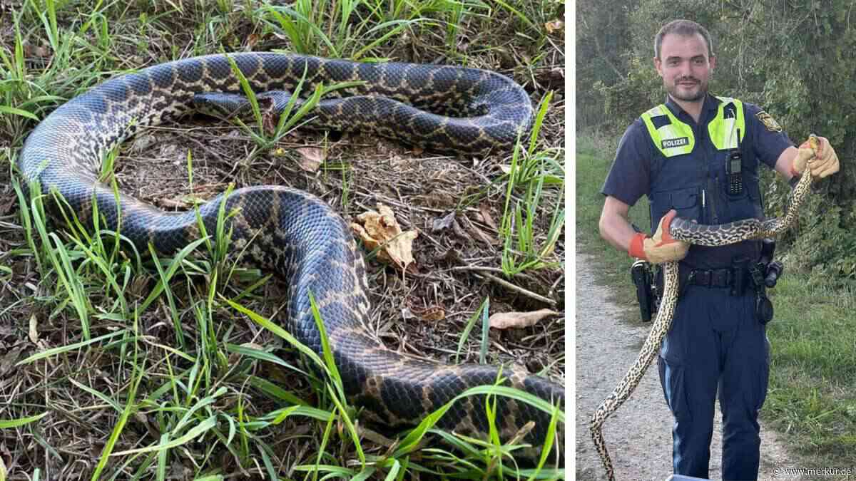 Würgeschlange an der Donau entdeckt – sie kann bis zu neun Meter lang werden