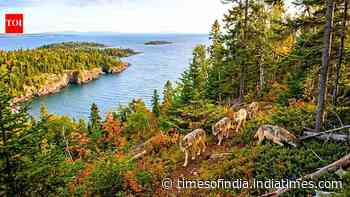 Wolves moved to an island to rebuild its ecosystem; researchers found out whether it worked