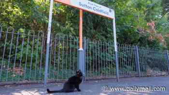 Meet Betty the moggy who's just been promoted to 'Junior Mouse Catcher' at a UK train station