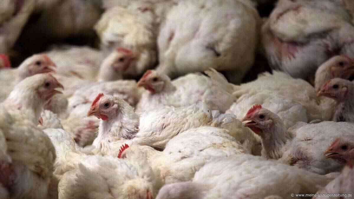 Geflügel im Trend - Fleisch kommt zunehmend aus dem Ausland
