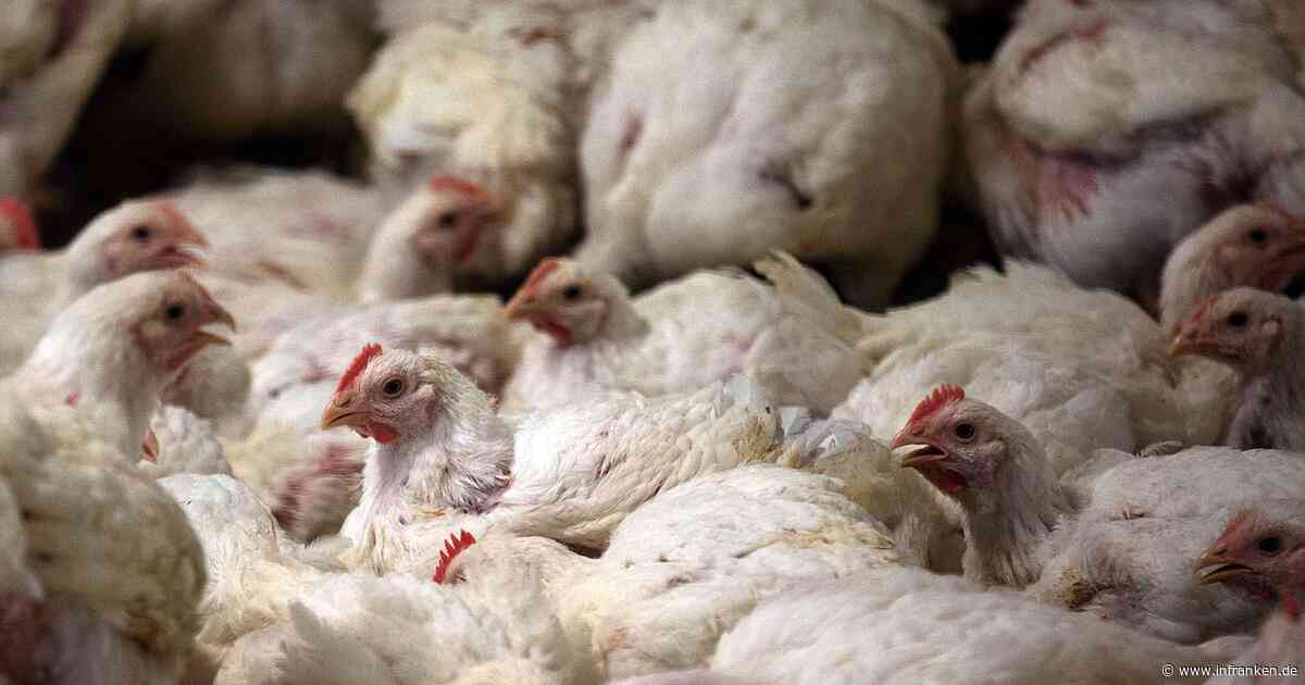 Geflügel im Trend - Fleisch kommt zunehmend aus dem Ausland