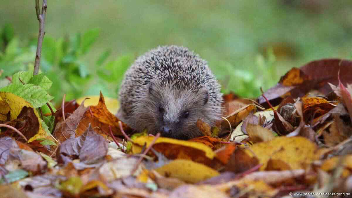 Nicht aufräumen: So unterstützen Sie Wildtiere im Herbst