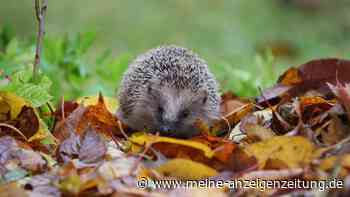 Nicht aufräumen: So unterstützen Sie Wildtiere im Herbst