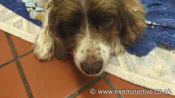 Elderly dog dumped in field during storm found riddled with maggots