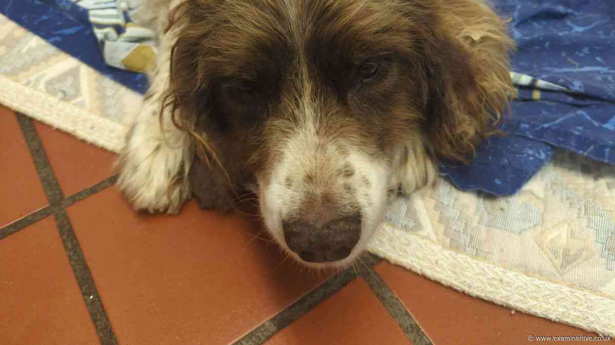 Elderly dog dumped in field during storm found riddled with maggots