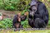 Young Chimpanzees Develop Distinct Vocal Accents That Become Stronger With Age