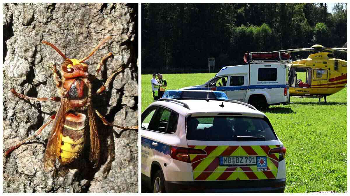 Nach Hornissen-Attacke bei Feldkirchen-Westerham: So lassen sich Stiche oftmals verhindern