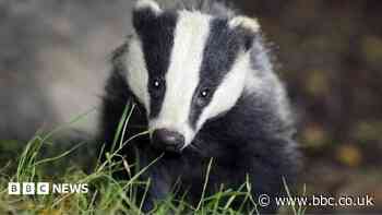 Gaps in evidence on vaccinating badgers against TB, researchers say
