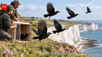 Red-billed choughs returned to Kent after 200 years in 2019; 35 birds now live there