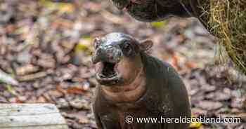 Zoo visitors delighted as baby hippo takes first steps outside