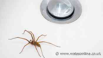 Bug expert says avoid this common nighttime mistake to stop spiders invading your home