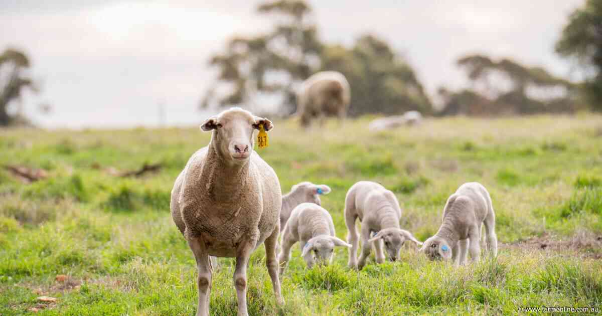 Peak sheep industry body acknowledges 'issues' in taxpayer-funded report