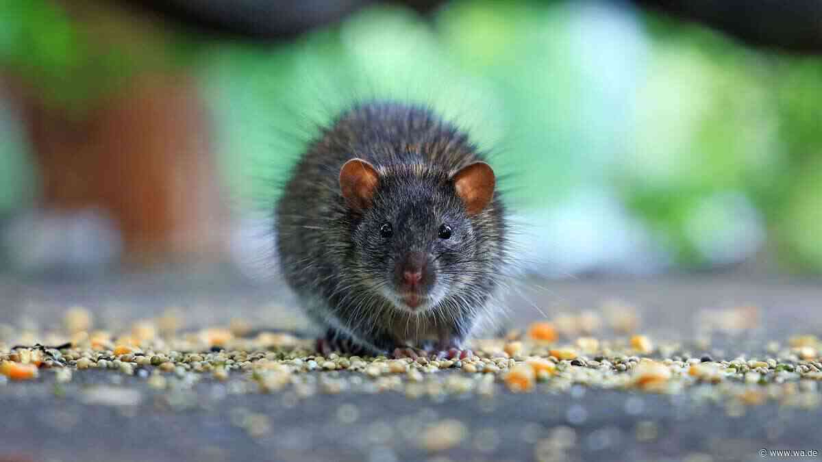 Rattenplage durch Nachbars Garten: Was Betroffene rechtlich tun können – und was nicht