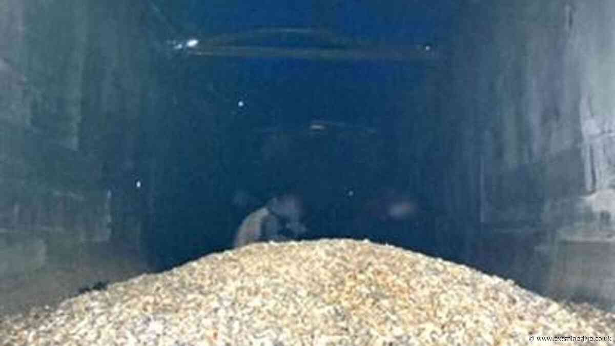 Illegal immigrants including children found hiding in back of truck at Yorkshire docks