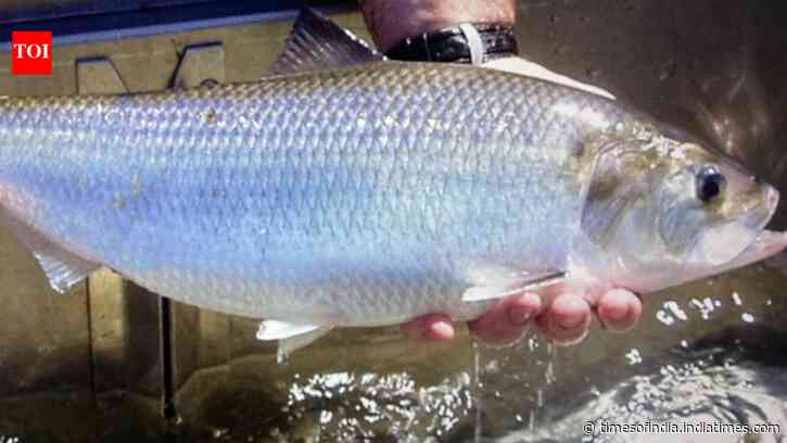 Dam Removal Reopens Habitat: Virginia project reconnects 127 miles; migratory fish return upstream