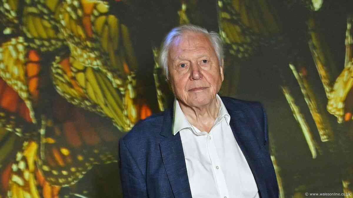 David Attenborough's urgent advice for UK's 10million cat owners