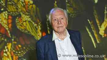 David Attenborough's urgent advice for UK's 10million cat owners