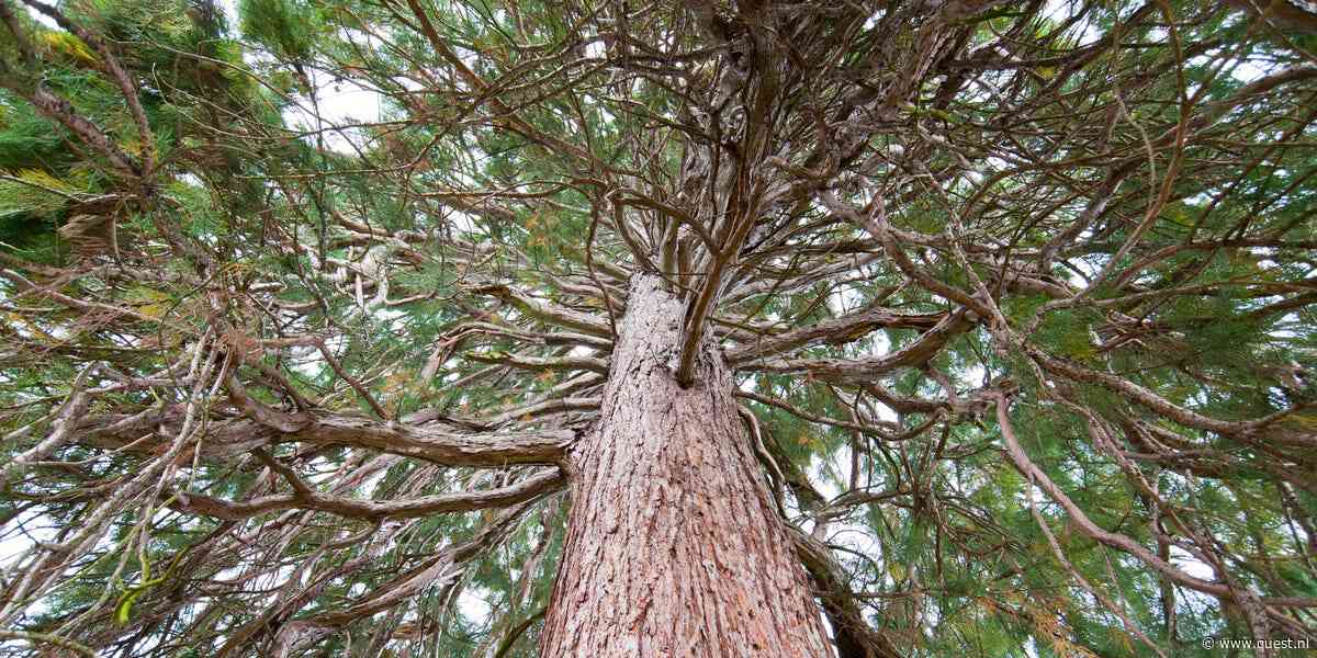Waarom zijn het heelal, dino’s en sequoiabomen zo groot?