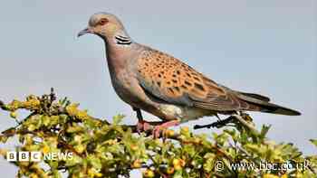 Turtle doves released in bid to stop extinction