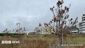 Hundreds of tree deaths under investigation