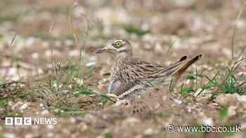 Nature reserve safeguards rare bird population
