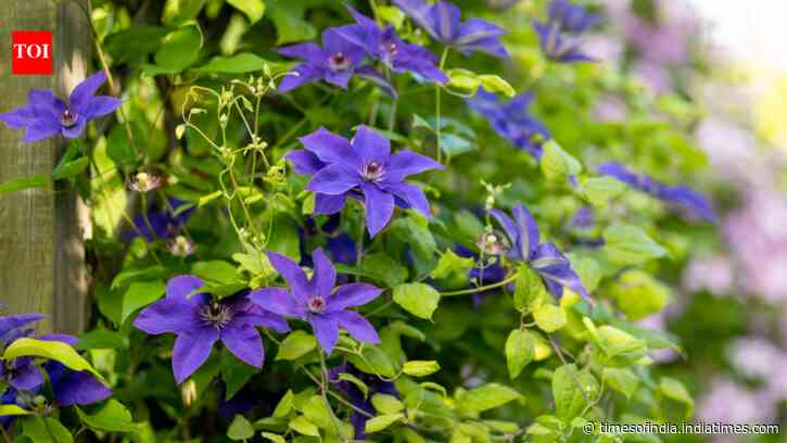 From Aparajita to Money Plant: 7 easy-to-maintain climbing plants to add to your balcony garden