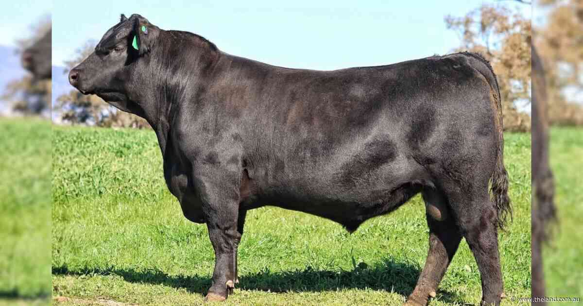 'Simply the best': Tasmanians snap up top bull at Killain Angus sale