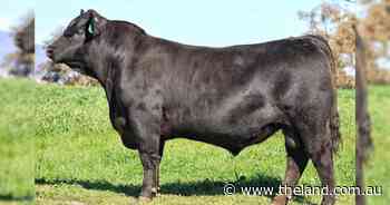 'Simply the best': Tasmanians snap up top bull at Killain Angus sale